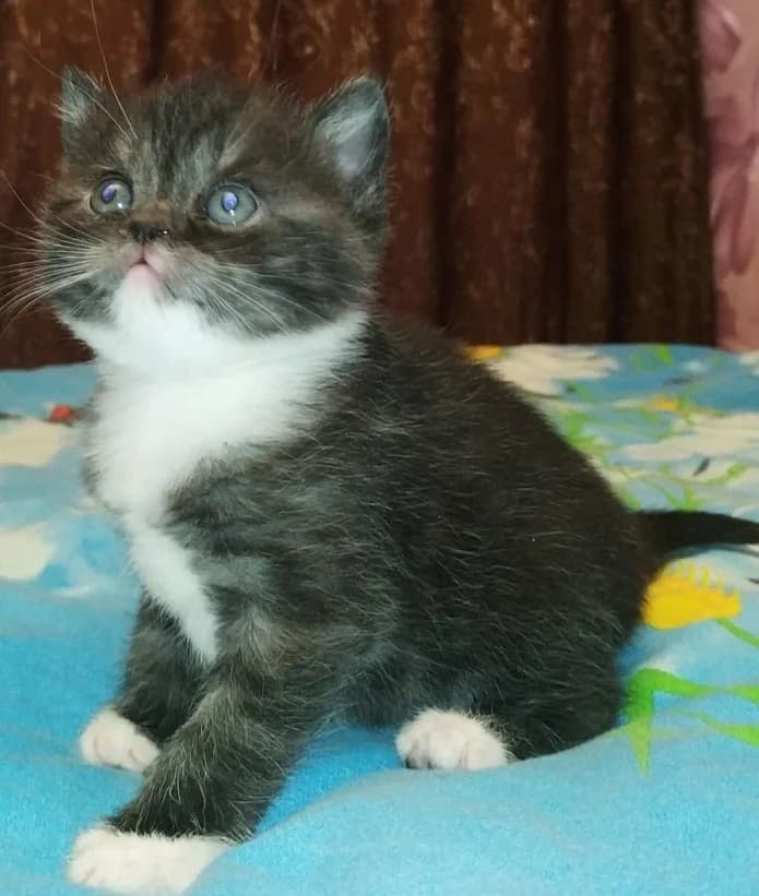 Shotlandskie kotyata chernyy bikolor (Шотландские котята черный биколор), Mixed Breed (Kotyata Darom)