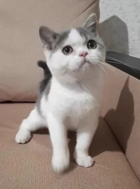 Shotlandskiy kotik Skay (Шотландский котик Скай), Mixed Breed (Kotyata Darom)