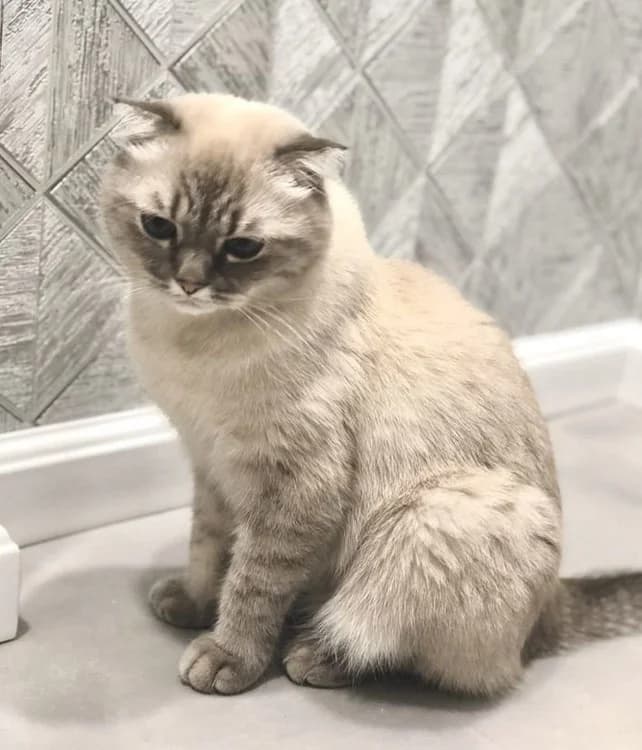 Shotlandskiy visloukhiy kot okrasa links-point (Шотландский вислоухий кот окраса линкс-поинт), Mixed Breed (Kotyata Darom)