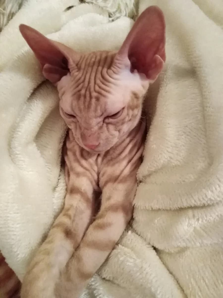 Prodam kotyat kanadskogo sfinksa (Продам котят канадского сфинкса), Mixed Breed (Kotyata Darom)