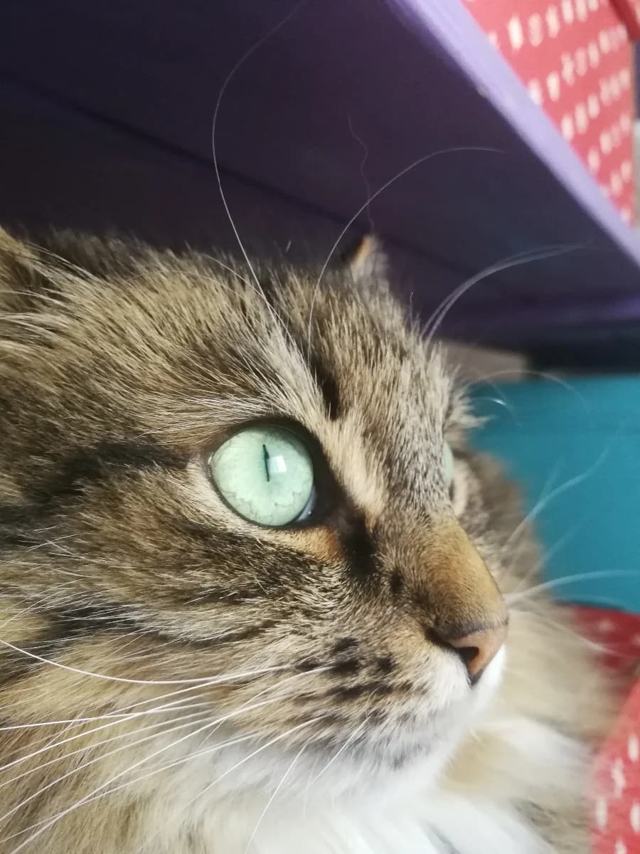 Koshka Marfa v dobrye ruki (Кошка Марфа в добрые руки), Mixed Breed (Kotyata Darom)