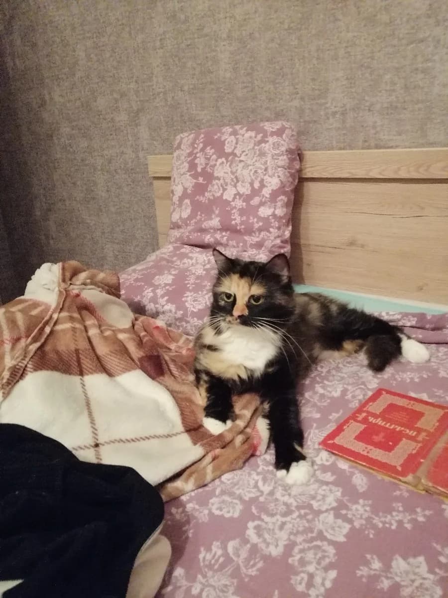 Koshechka trekhtsvetnaya v dar. Ochen laskovaya (Кошечка трехцветная в дар. Очень ласковая), Mixed Breed (Kotyata Darom)