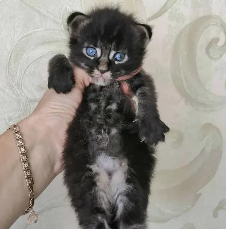 Kotenok meykun pomes, otdam v khoroshie ruki (Котенок мейкун помесь, отдам в хорошие руки), Mixed Breed (Kotyata Darom)
