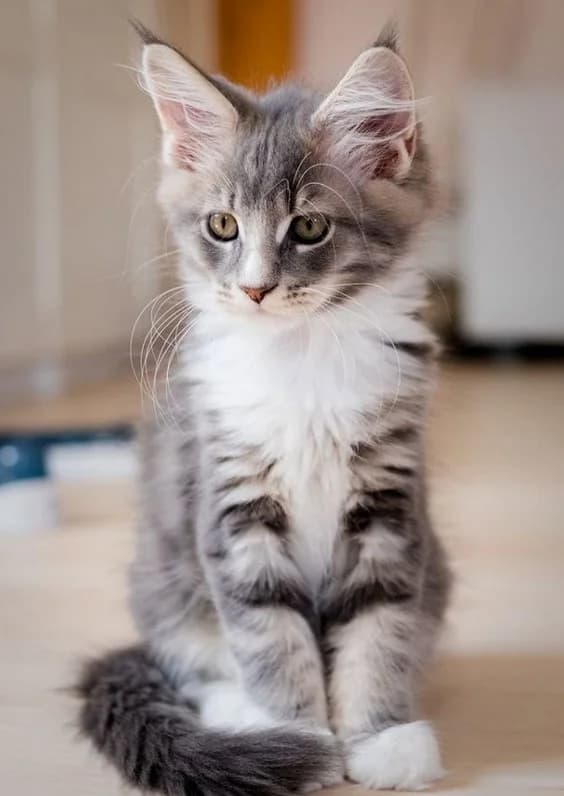Kotyata meyn-kun besplatno (Котята мейн-кун бесплатно), Mixed Breed (Kotyata Darom)