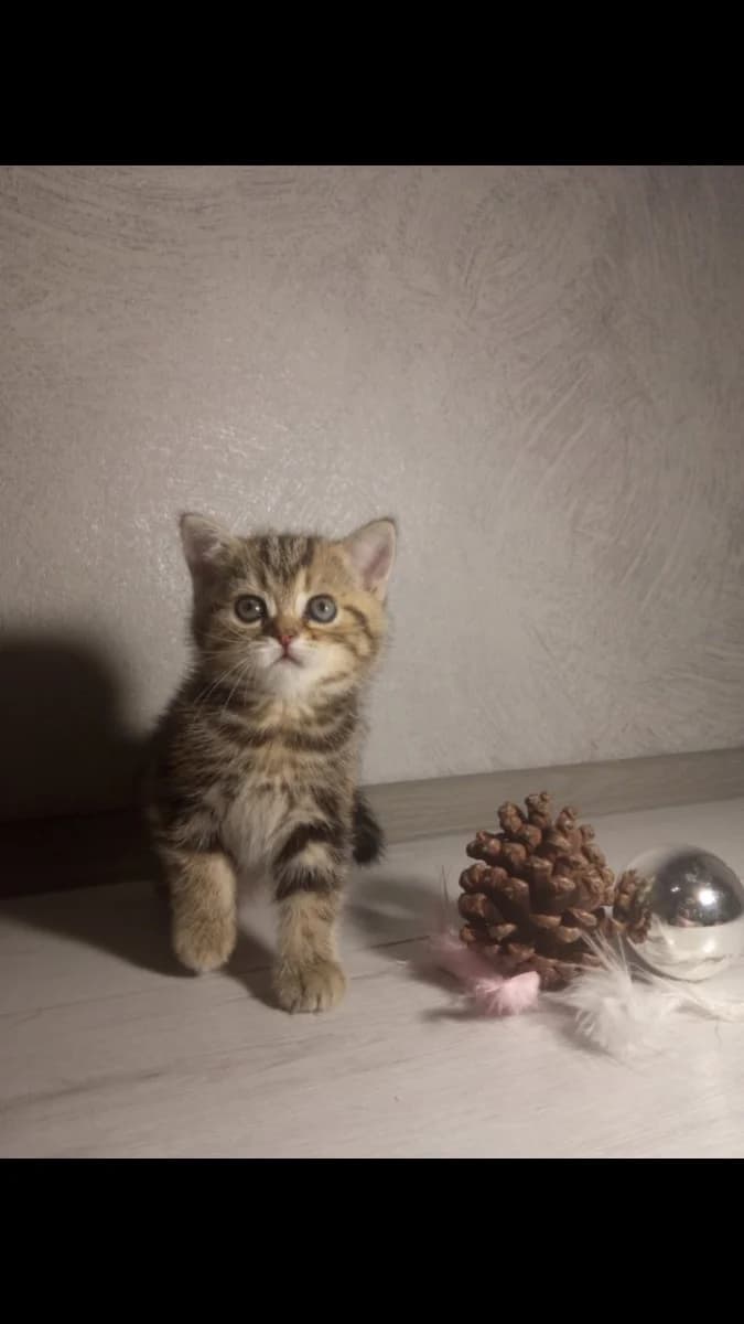 Britanskie kotyata (Британские котята), Mixed Breed (Kotyata Darom)