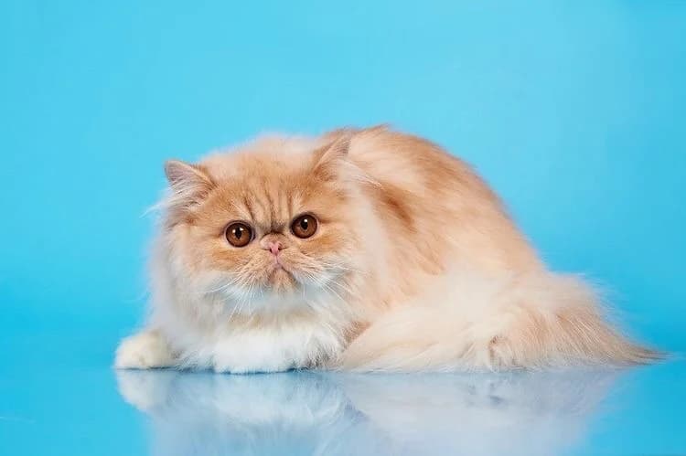 Persidskiy kotenok (Персидский котенок), Mixed Breed (Kotyata Darom)
