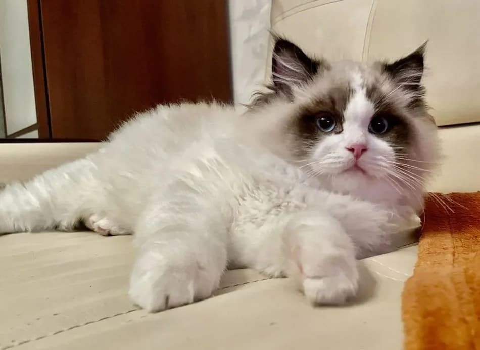 Regdoll Kotenok, malchik 4 mesyatsa (Рэгдолл Котенок, мальчик 4 месяца), Mixed Breed (Kotyata Darom)