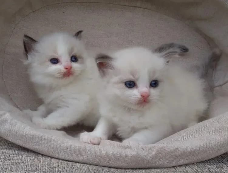 Kotyata Regdoll shou klass (Котята Рэгдолл шоу класс), Mixed Breed (Kotyata Darom)