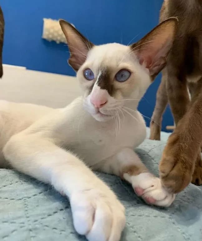 Orientalnye kotyata 3 nedeli (Ориентальные котята 3 недели), Mixed Breed (Kotyata Darom)