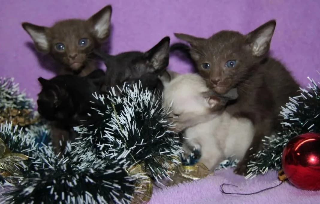 Orientalnye i siamoorientalnye kotyatki (Ориентальные и сиамоориентальные котятки), Mixed Breed (Kotyata Darom)