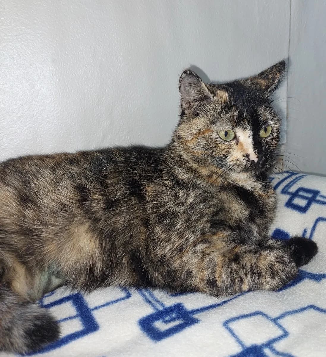 V dobrye ruki (В добрые руки), Mixed Breed (Kotyata Darom)