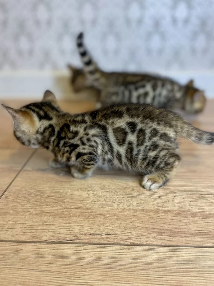 Bengalskie kotyata (Бенгальские котята), Mixed Breed (Kotyata Darom)