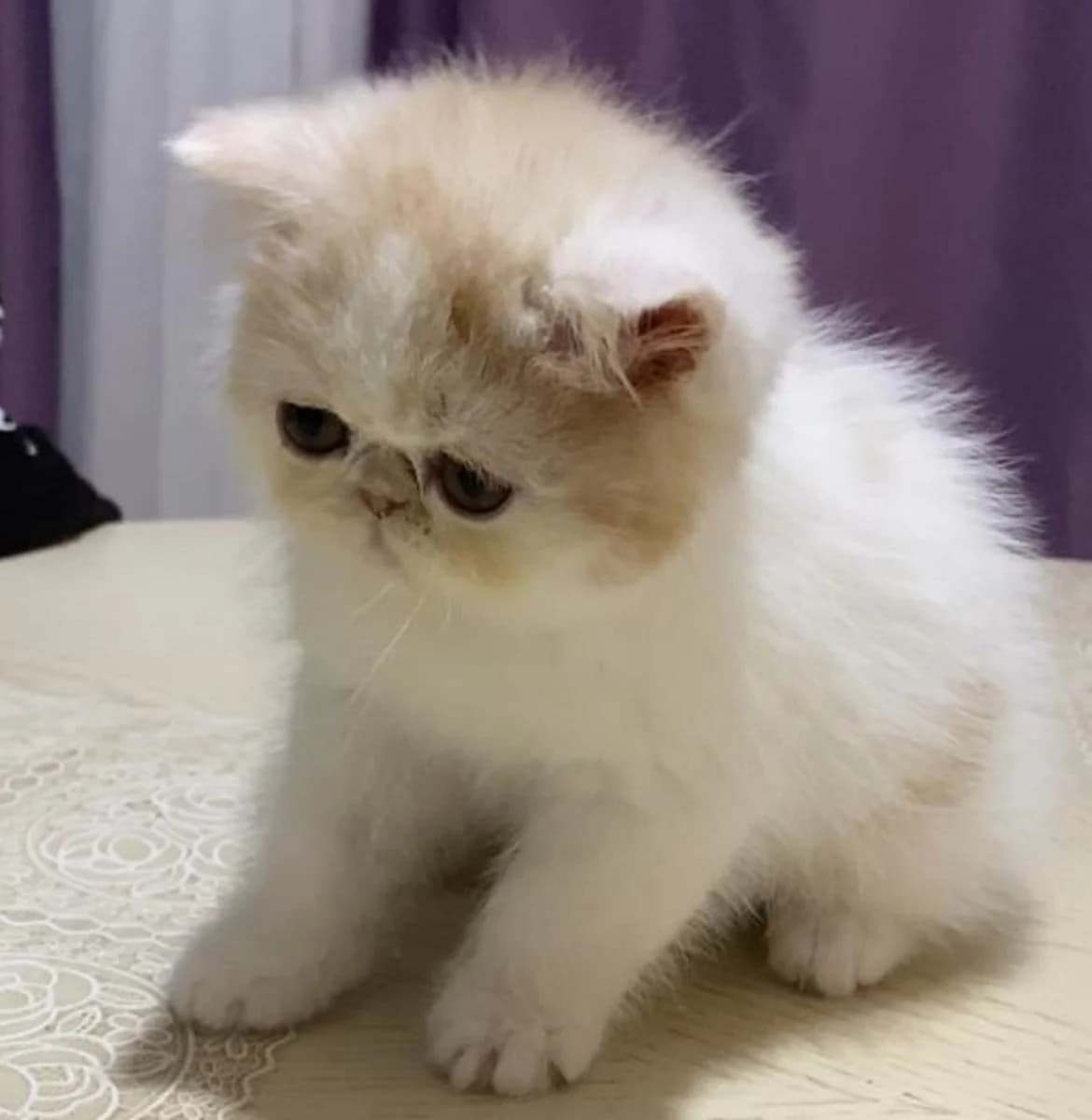 ekzoticheskie kotyata (экзотические котята), Mixed Breed (Kotyata Darom)