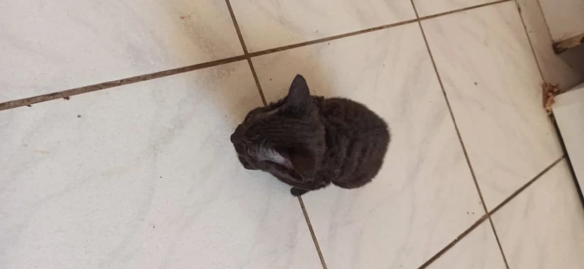 Kotenok sfinks (Котенок сфинкс), Mixed Breed (Kotyata Darom)