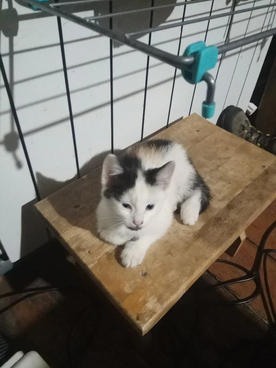 Kotёnok (devochka) v dar (Котёнок (девочка) в дар), Mixed Breed (Kotyata Darom)