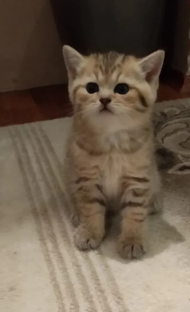 Shotlandskie kotyatki (Шотландские котятки), Mixed Breed (Kotyata Darom)