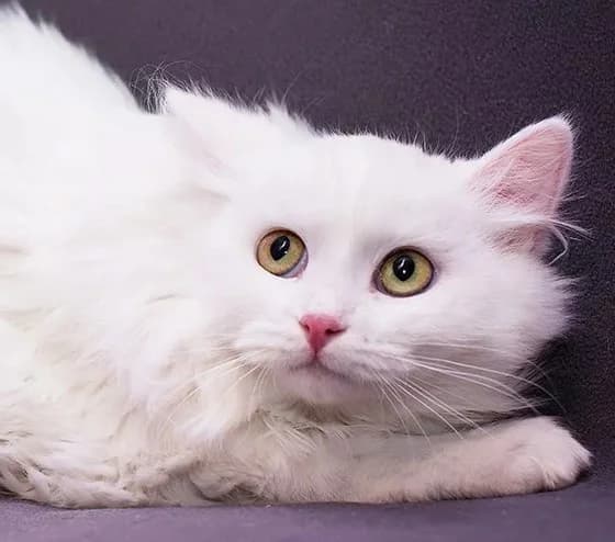 Belyy kotenok Turetskoy angory besplatno (Белый котенок Турецкой ангоры бесплатно), Mixed Breed (Kotyata Darom)