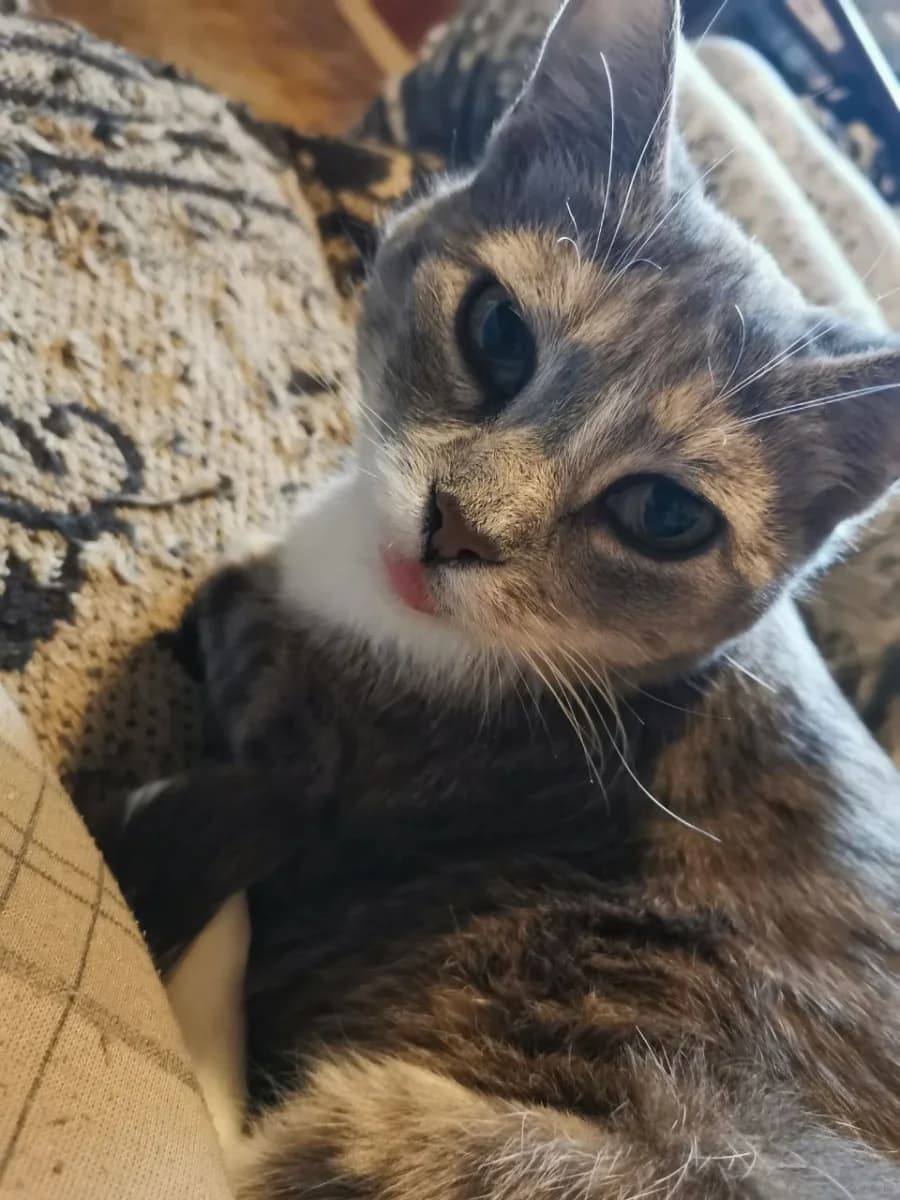 Koshka 3,5 goda - v dobrye ruki (Кошка 3,5 года - в добрые руки), Mixed Breed (Kotyata Darom)