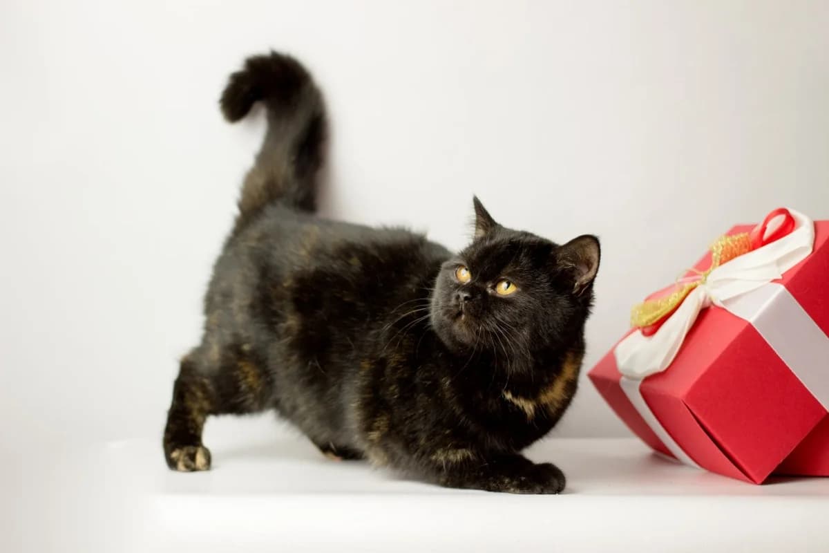 Britanskie korotkosherstnye kotyata (Британские короткошерстные котята), Mixed Breed (Kotyata Darom)