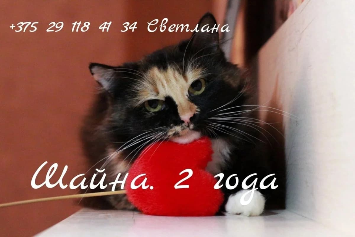 Trekhtsvetka v dar (Трехцветка в дар), Mixed Breed (Kotyata Darom)