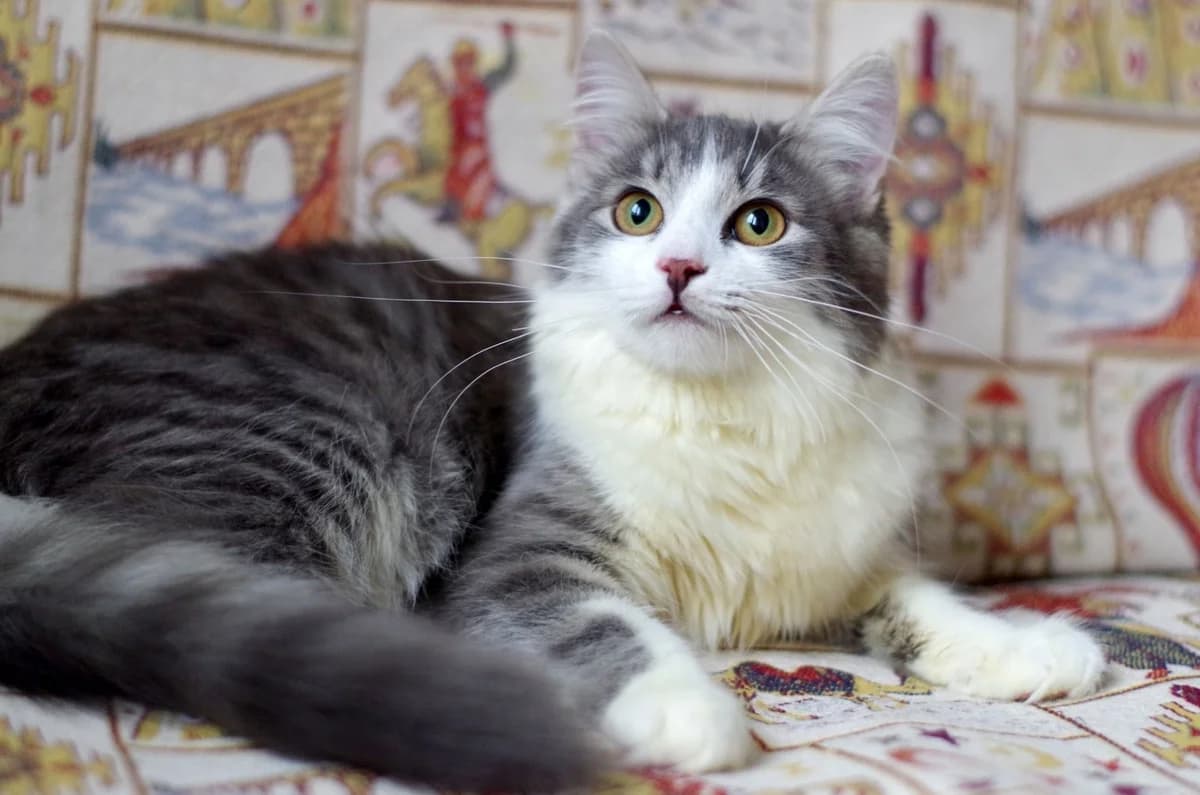 Koshechka Peryshko (Кошечка Перышко), Mixed Breed (Kotyata Darom)