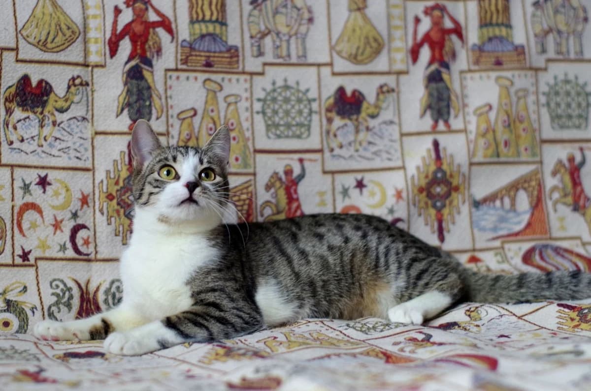 Koshechka Ezhevika (Кошечка Ежевика), Mixed Breed (Kotyata Darom)