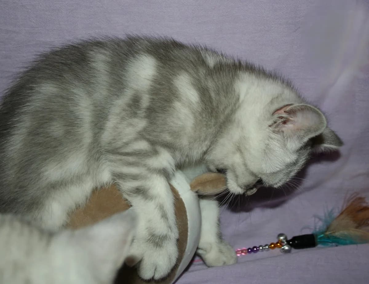Skottish strayt (Скоттиш страйт), Mixed Breed (Kotyata Darom)