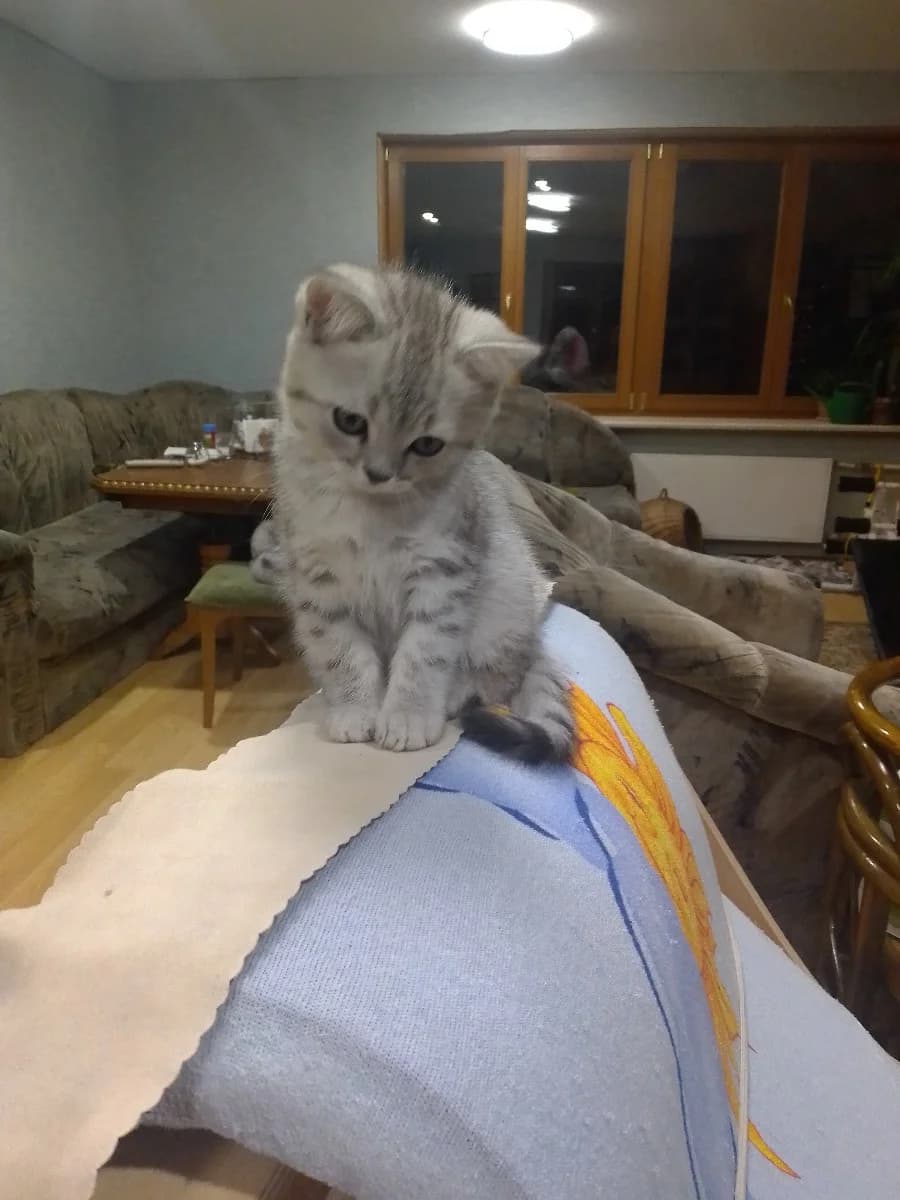 Kotenok britanskiy pryamoukhiy (Котенок британский прямоухий), Mixed Breed (Kotyata Darom)