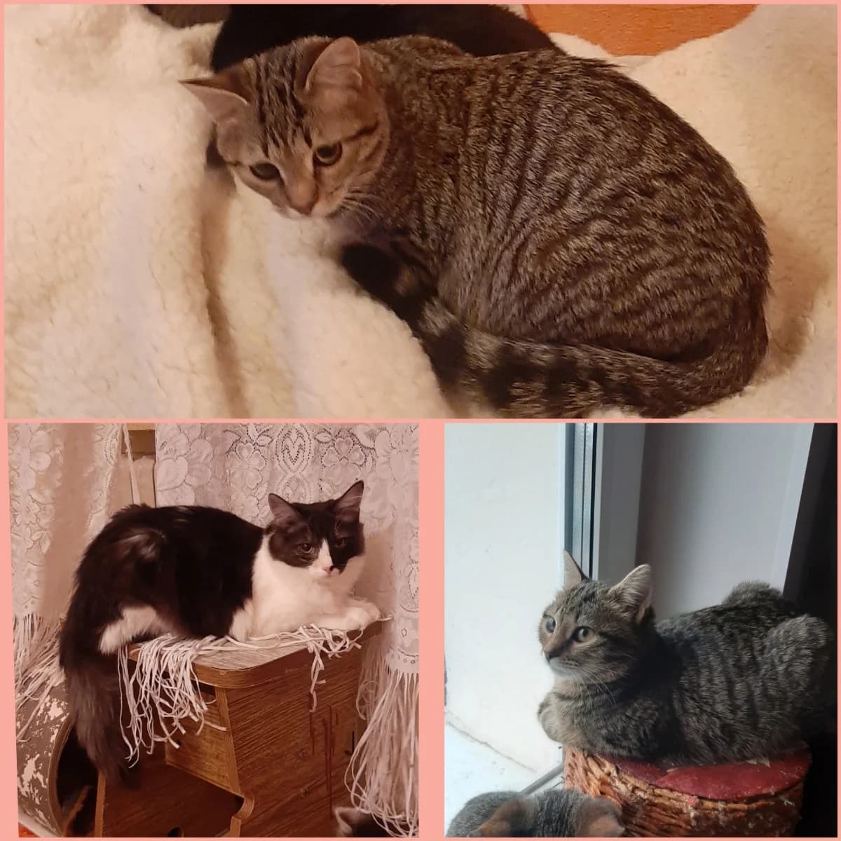 V dar kotik (В дар котик), Mixed Breed (Kotyata Darom)
