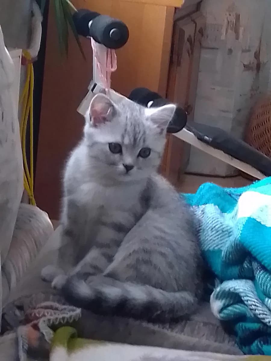Kotenok malchik britanets (Котенок мальчик британец), Mixed Breed (Kotyata Darom)