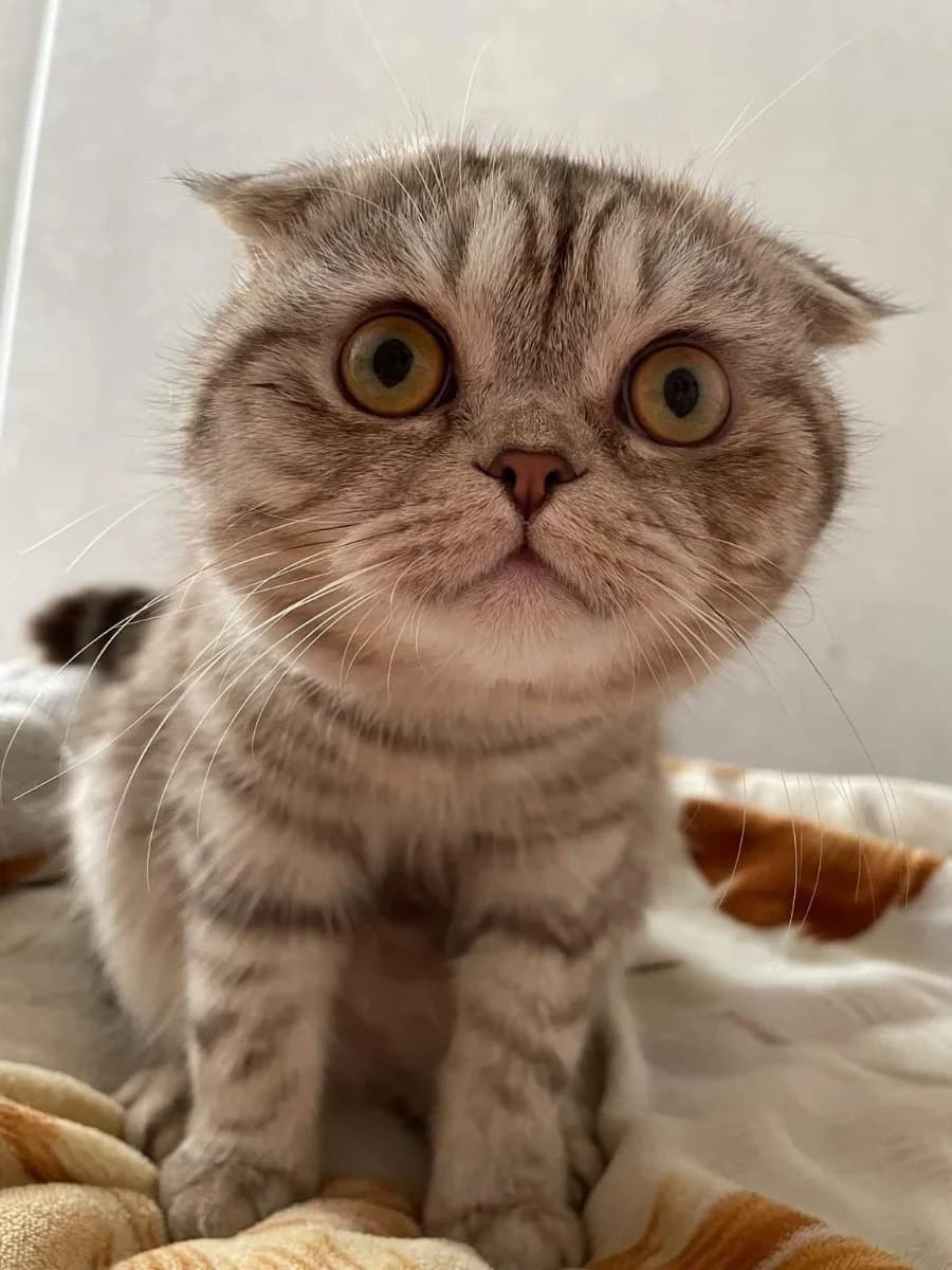 Kot dlya vyazki (Кот для вязки), Mixed Breed (Kotyata Darom)