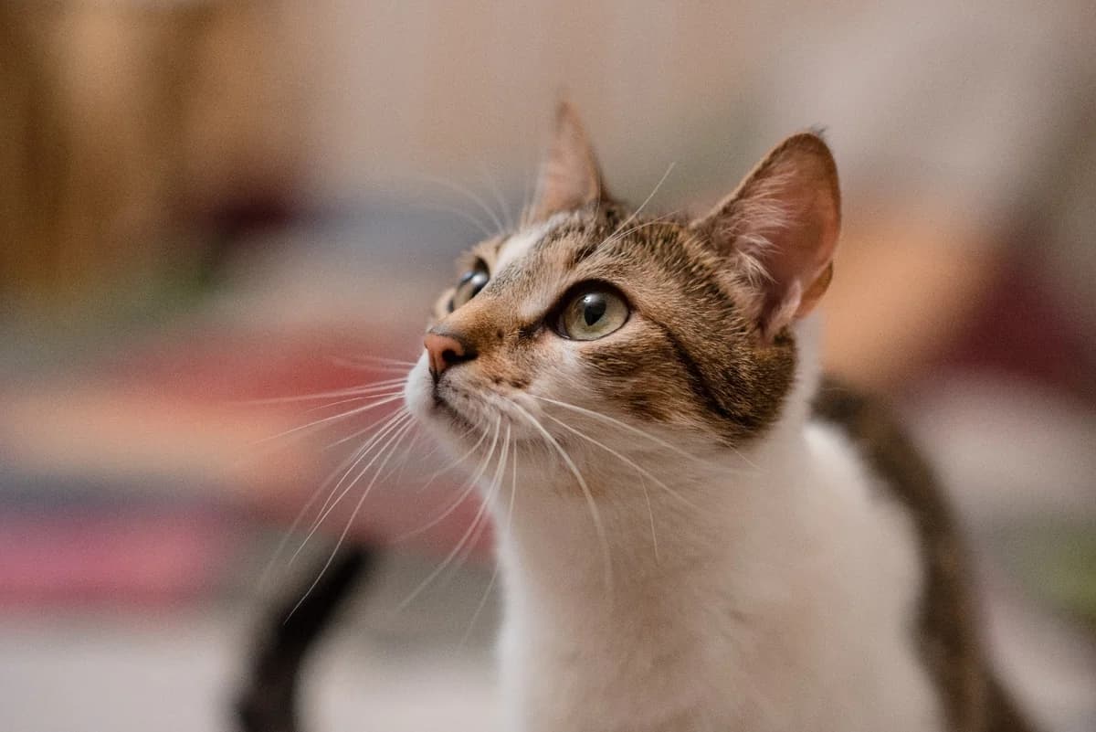 Krasavitsa Arisha v dar (Красавица Ариша в дар), Mixed Breed (Kotyata Darom)