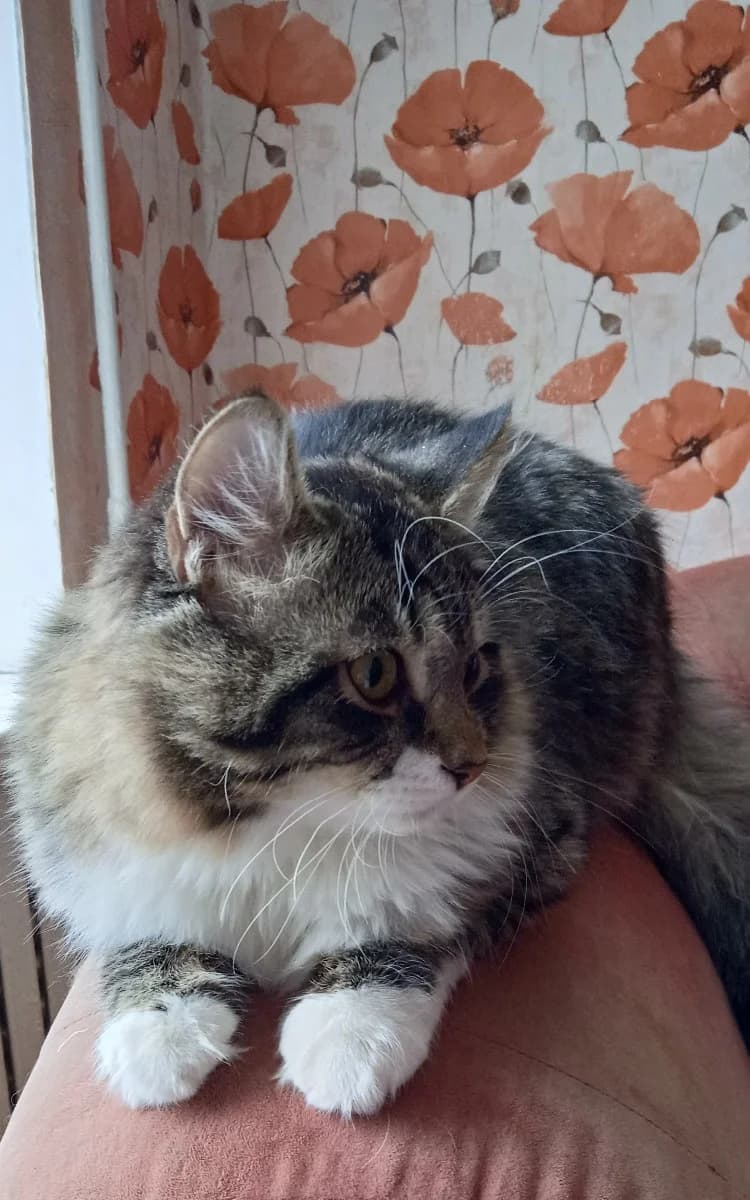 Kot Simba ishtet sebe khoroshuyu semyu (Кот Симба ищет себе хорошую семью), Mixed Breed (Kotyata Darom)