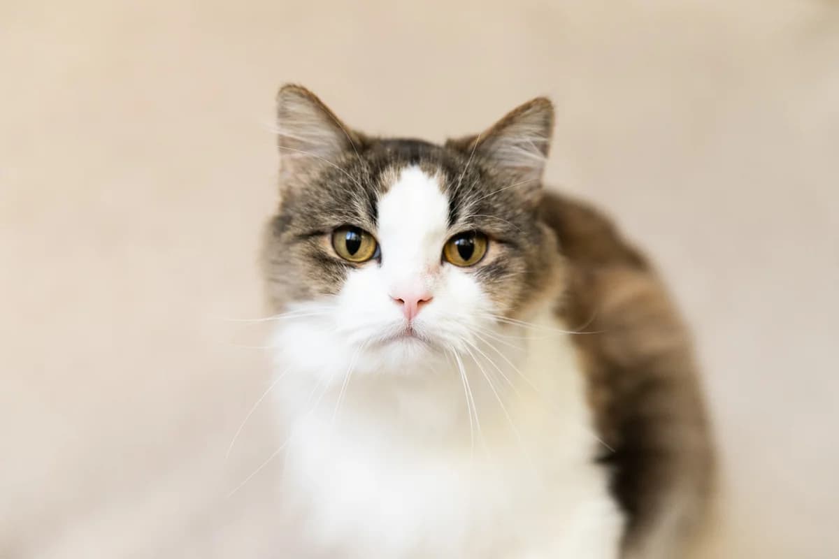 Kot Kuzenka kastrirovan privit (Кот Кузенька кастрирован привит), Mixed Breed (Kotyata Darom)