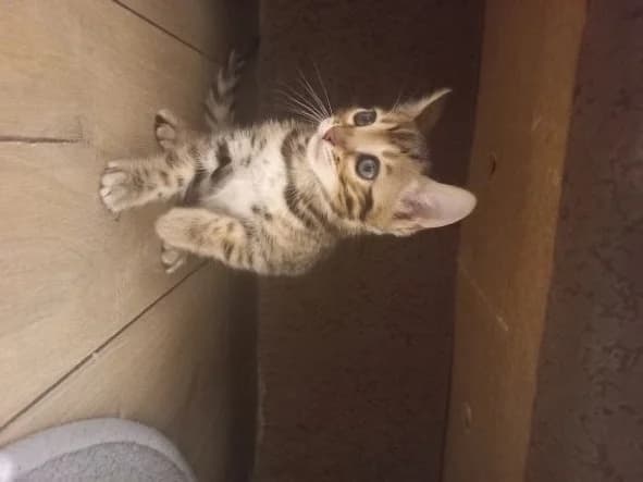 Bengalskiy kotenok (Бенгальский котенок), Mixed Breed (Kotyata Darom)
