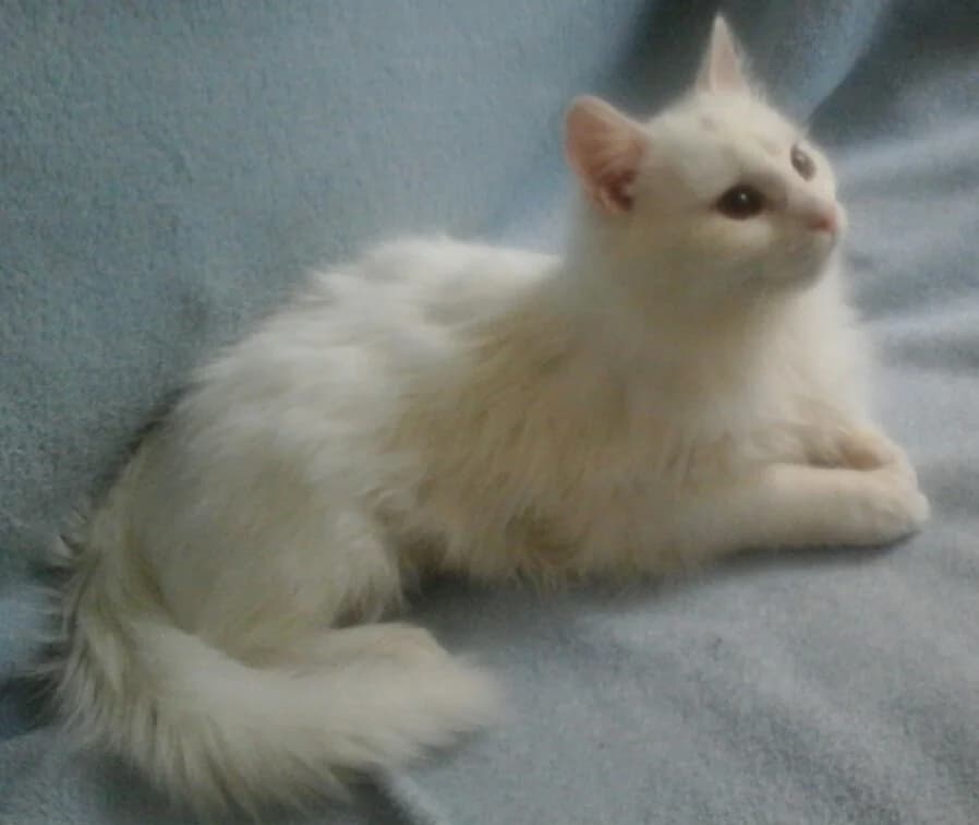 Kotenok v dar (Котенок в дар), Mixed Breed (Kotyata Darom)