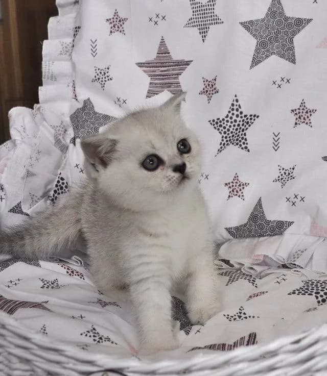 Shotlandskie kotyata (Шотландские котята), Mixed Breed (Kotyata Darom)