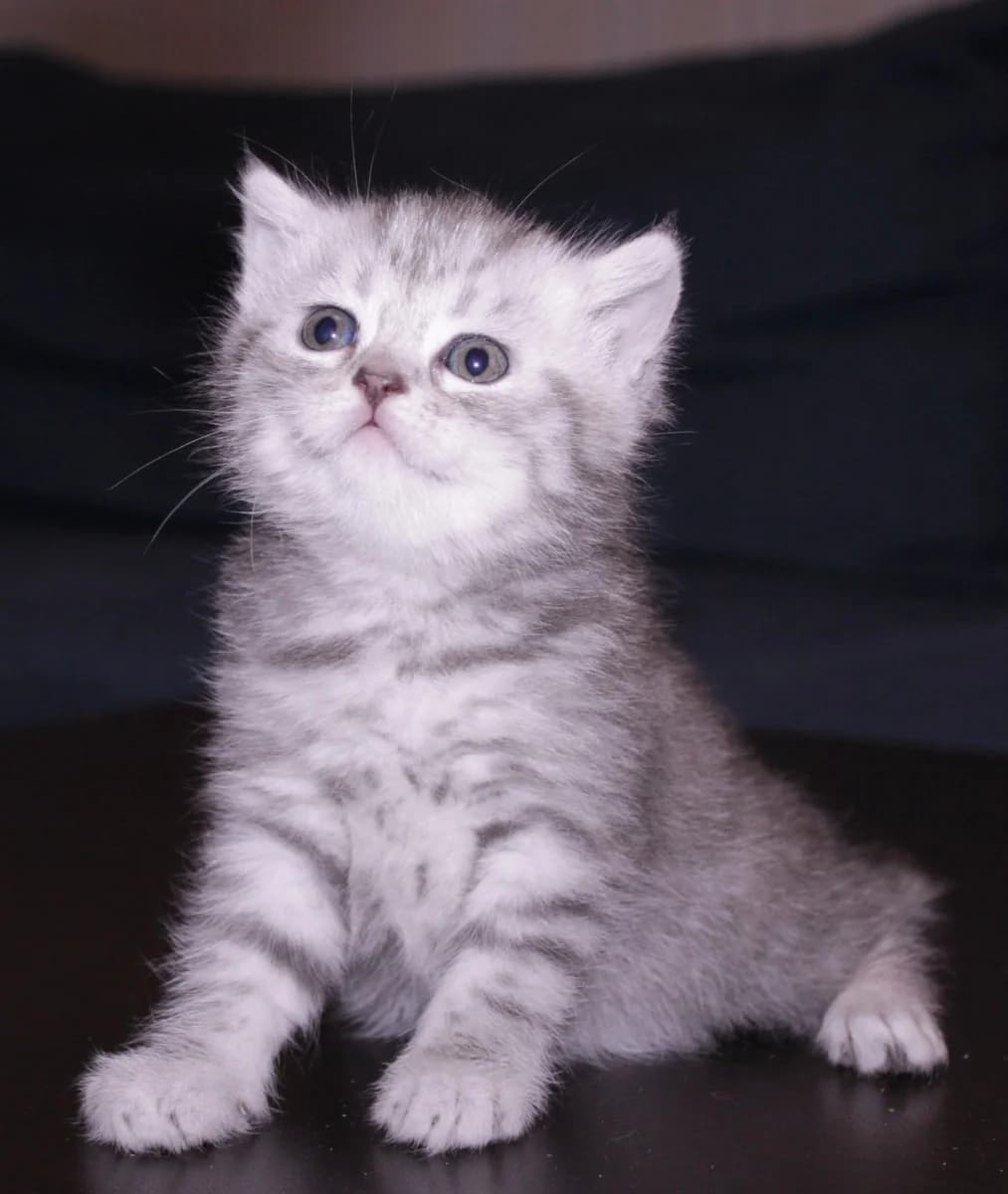 Shotlandskie kotyata (Шотландские котята), Mixed Breed (Kotyata Darom)
