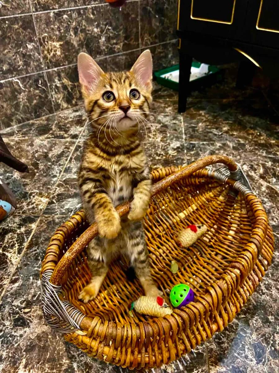 Bengalskiy kotenok (Бенгальский котенок), Mixed Breed (Kotyata Darom)