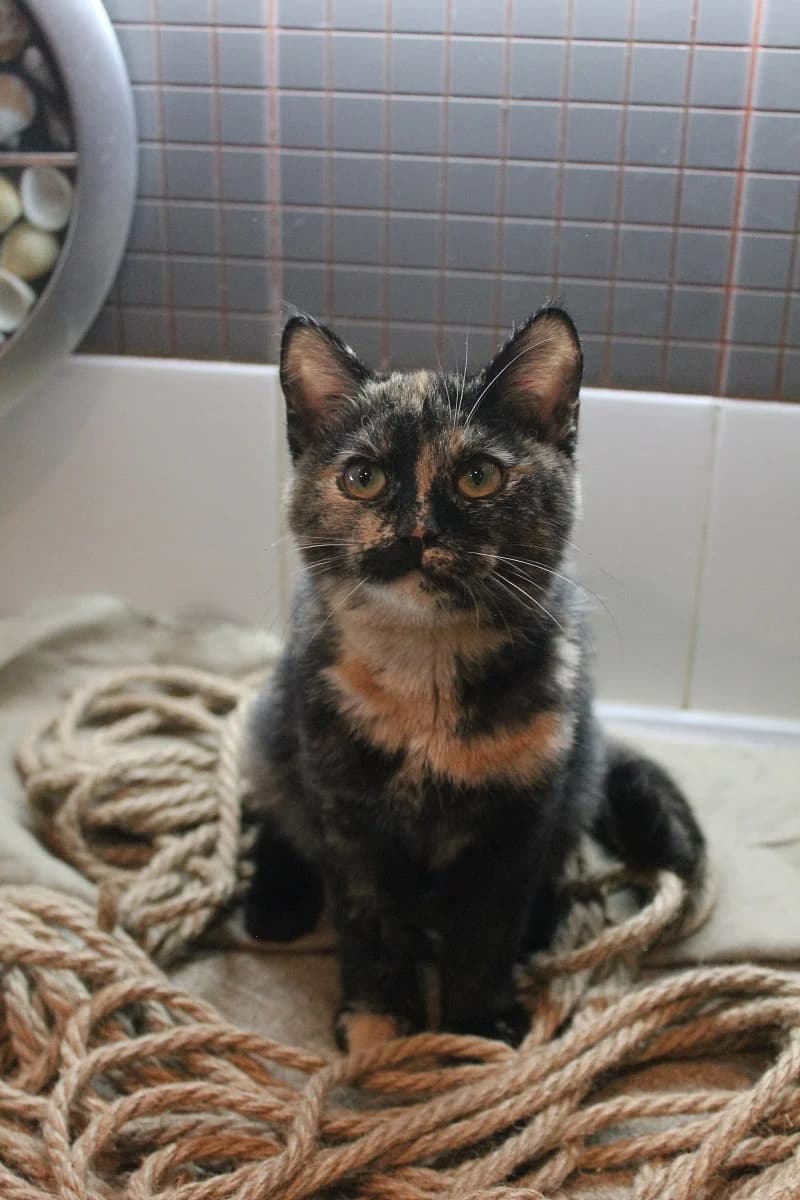 Prodaetsya kotenok keltskoy korotkosherstnoy (Продается котенок кельтской короткошерстной), Mixed Breed (Kotyata Darom)