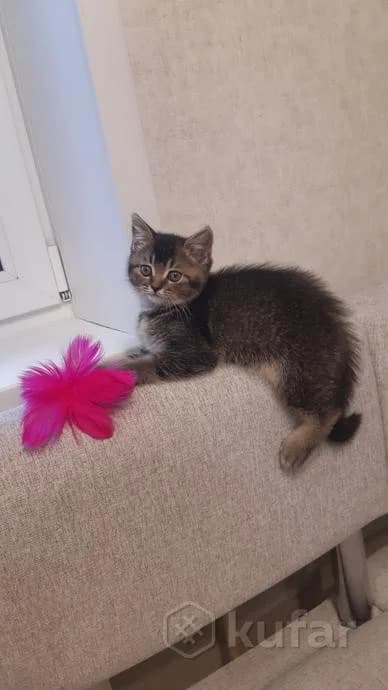 Shotlandskie kotyata (Шотландские котята), Mixed Breed (Kotyata Darom)