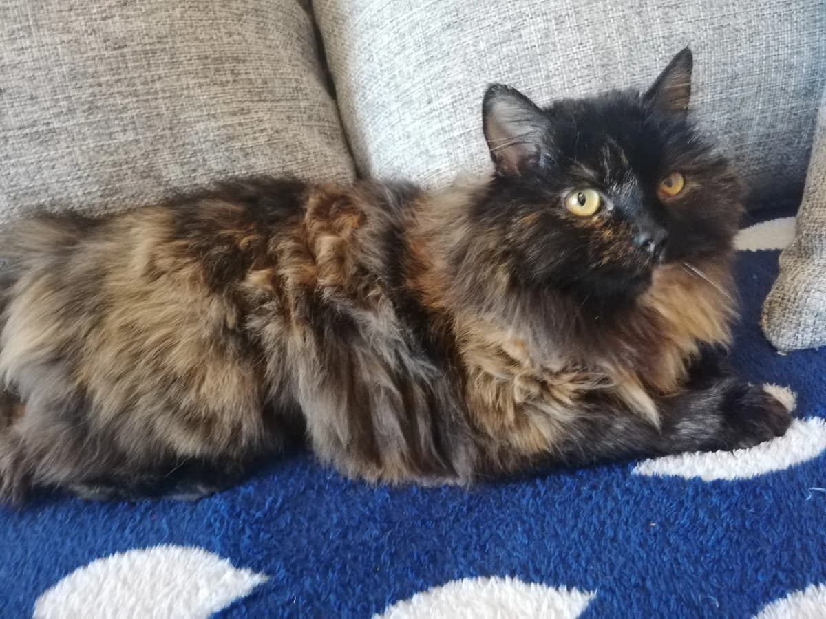 Koshka (Кошка), Mixed Breed (Kotyata Darom)