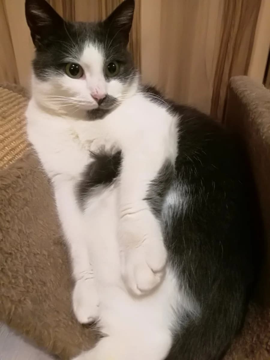 Kot kastrirovannyy laskovyy poslushnyy primerno 2 goda (Кот кастрированный ласковый послушный пример, Mixed Breed (Kotyata Darom)