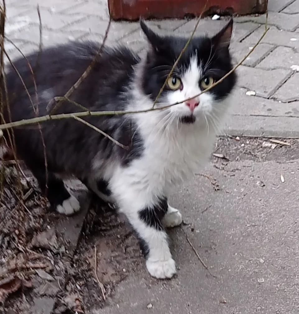 Kotenok (Котенок), Mixed Breed (Kotyata Darom)