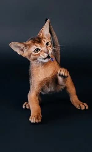 Abissinskie kotyata (Абиссинские котята), Mixed Breed (Kotyata Darom)