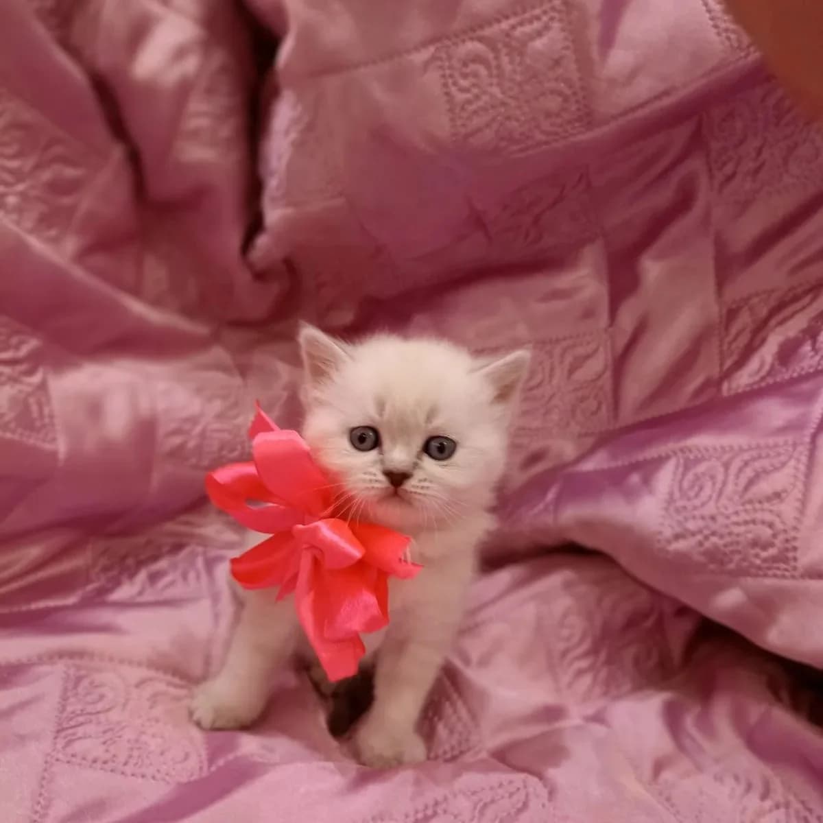 Britanskie kotyata (Британские котята), Mixed Breed (Kotyata Darom)
