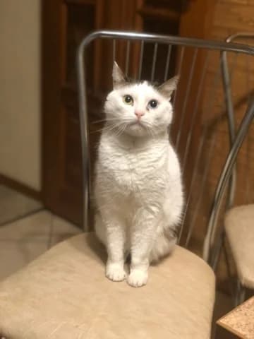 Broshennyy Teo ishtet novyy dom i uyut (Брошенный Тэо ищет новый дом и уют), Mixed Breed (Kotyata Darom)