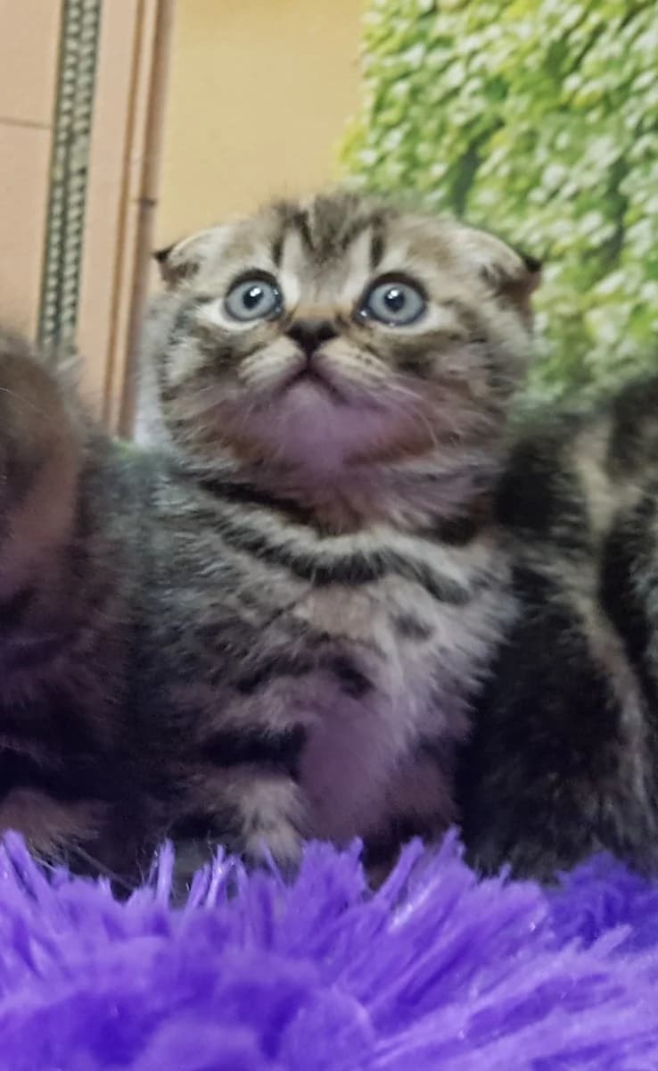 Shotlandskie kotyata (Шотландские котята), Mixed Breed (Kotyata Darom)