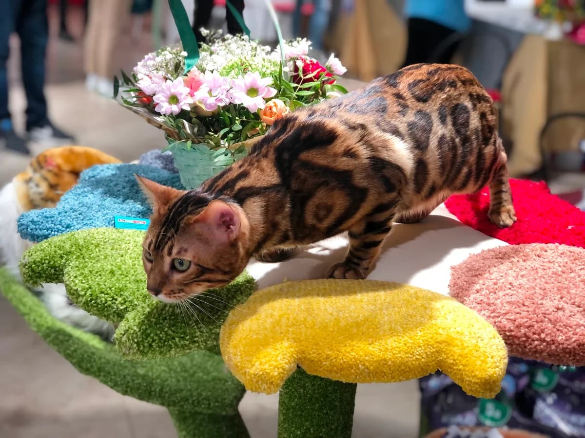 Bengalskiy kot Vyazka (Бенгальский кот Вязка), Mixed Breed (Kotyata Darom)