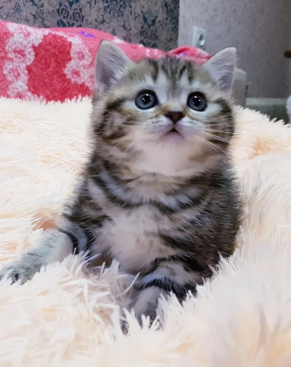 Visloukhie i pryamoukhie shotlandskie kotyata (Вислоухие и прямоухие шотландские котята), Mixed Breed (Kotyata Darom)